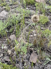 Echinops latifolius