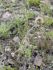 Echinops latifolius