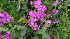Silene dioica