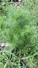 Tripleurospermum inodorum