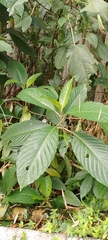Trichanthera gigantea
