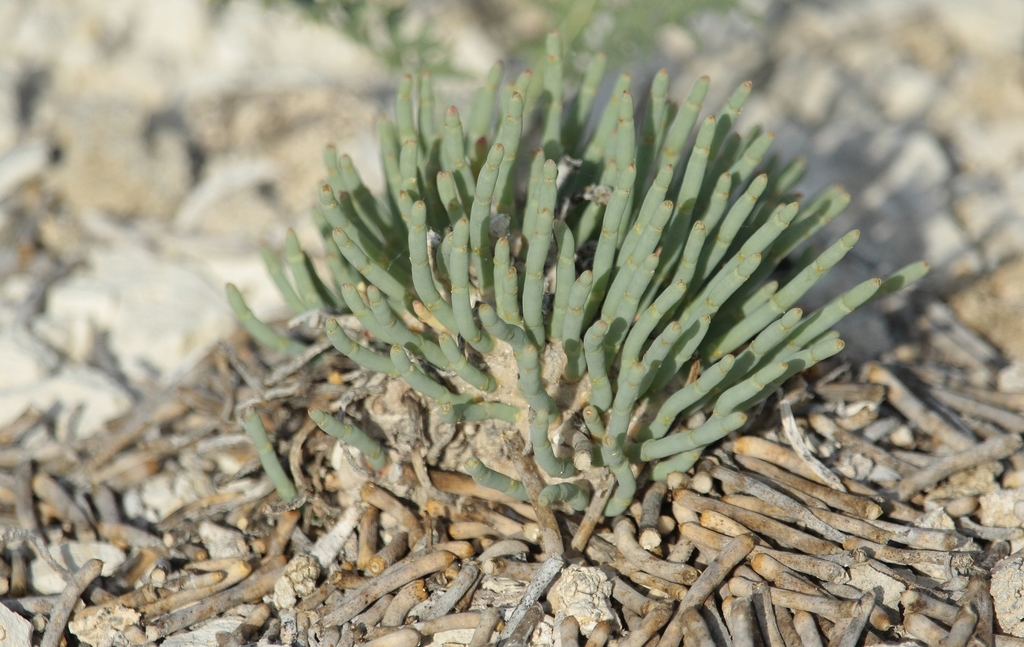 Salsoleae