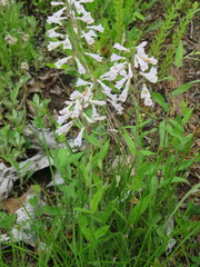 Penstemon brevisepalus
