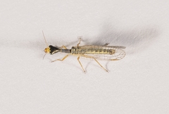 Xanthostigma corsica