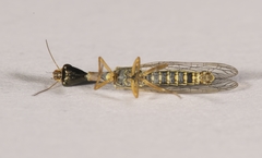 Xanthostigma corsica
