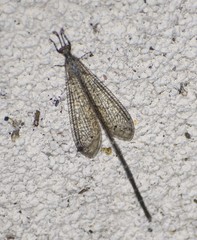 Peruveleon dorsalis