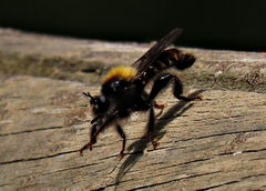 Laphria flava