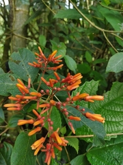 Hamelia patens