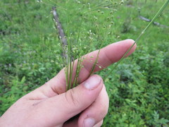 Dichanthelium angustifolium