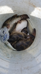 Sphoeroides annulatus