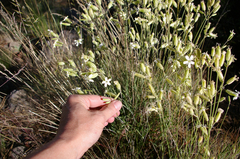 Silene douglasii douglasii