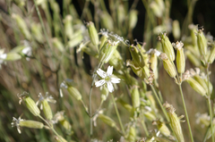 Silene douglasii douglasii