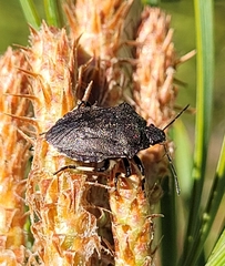 Rhacognathus punctatus