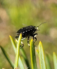 Rhacognathus punctatus
