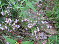 Conradina verticillata