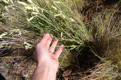 Silene douglasii douglasii