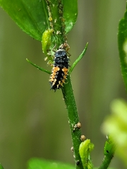 Harmonia axyridis