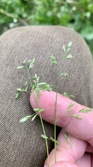 Poa annua