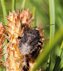 Rhacognathus punctatus