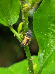 Harmonia axyridis