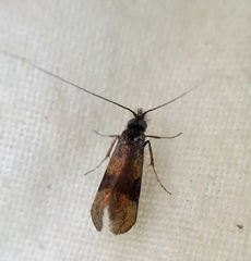 Nemophora fasciella