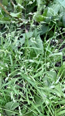 Poa annua