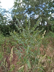 Cynoglossum officinale