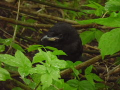 Corvus frugilegus