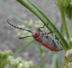 Tetraopes annulatus
