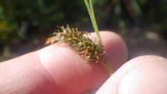 Carex binervis