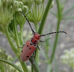 Tetraopes annulatus