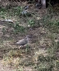 Streptopelia decipiens