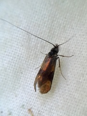 Nemophora fasciella