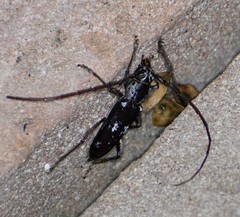 Elaphidion mimeticum