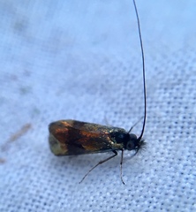 Nemophora fasciella
