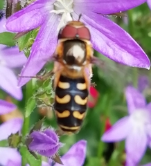 Lapposyrphus lapponicus