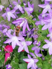 Lapposyrphus lapponicus