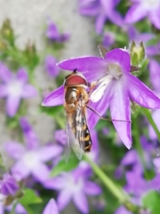 Lapposyrphus lapponicus