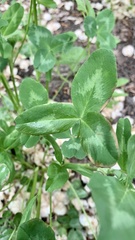 Trifolium pratense