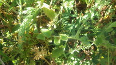 Kickxia elatine elatine