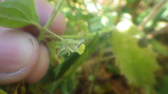 Kickxia elatine elatine