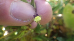 Kickxia elatine elatine