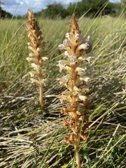 Orobanche amethystea amethystea