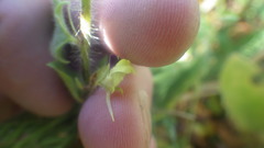 Kickxia elatine elatine