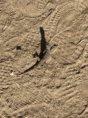 Sceloporus occidentalis