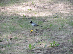 Motacilla alba personata