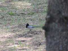 Motacilla alba personata