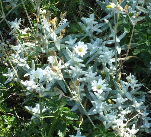 Boreal chickweed (Cerastium biebersteinii)