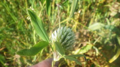 Trifolium squarrosum