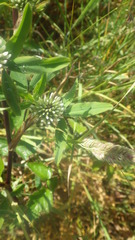 Trifolium squarrosum
